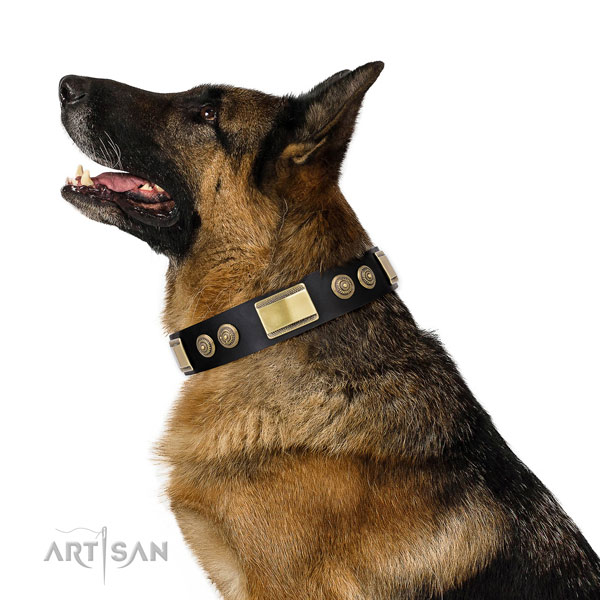 Stylish studs on stylish walking dog collar