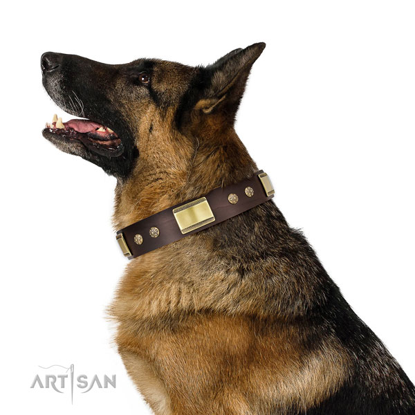Fancy walking dog collar of leather with fashionable embellishments