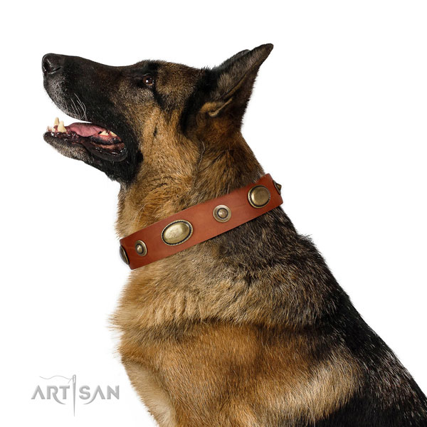 Daily use dog collar of leather with exceptional studs