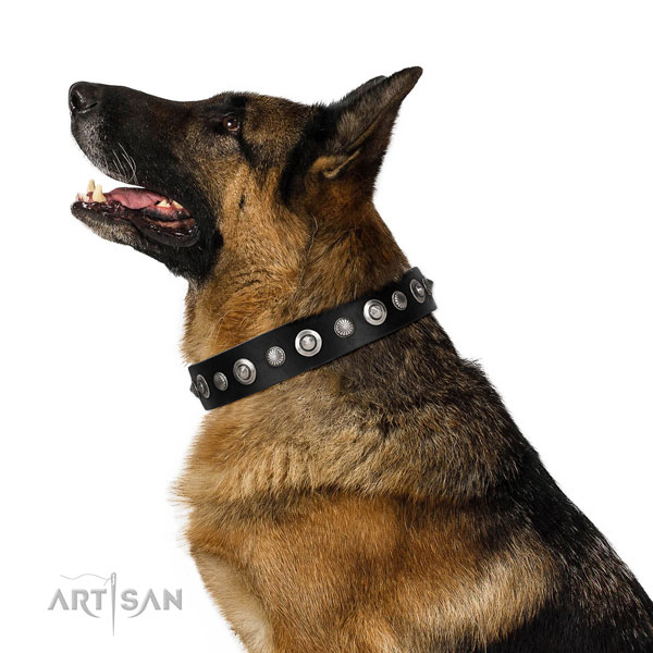 Strong full grain genuine leather dog collar with stylish adornments