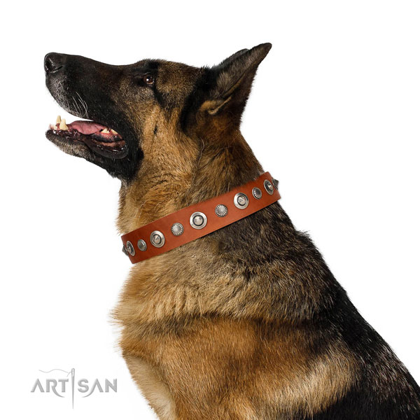 High quality natural leather dog collar with stylish embellishments