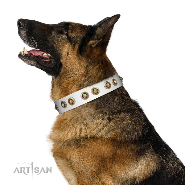 Walking dog collar of leather with stunning decorations