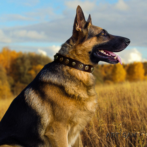 German-Shepherd Dog extraordinary embellished full grain leather dog collar for comfy wearing