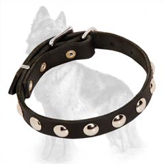 German-Shepherd Leather Dog Collar Decorated with  Nickel Half-Ball Studs