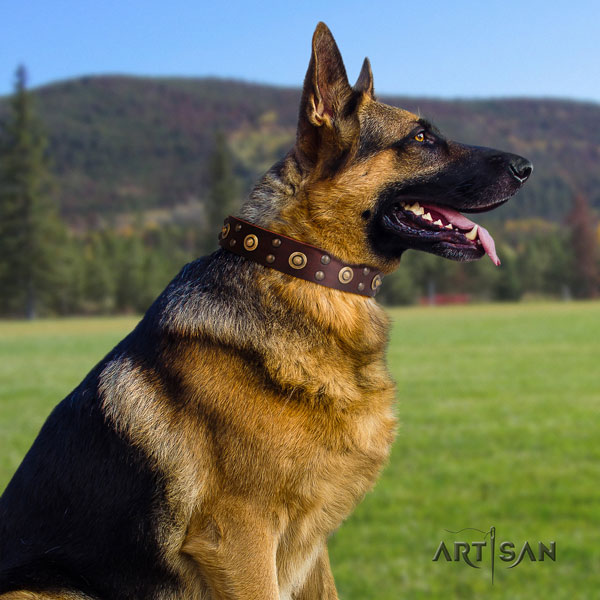 German-Shepherd easy wearing collar with amazing studs for your dog