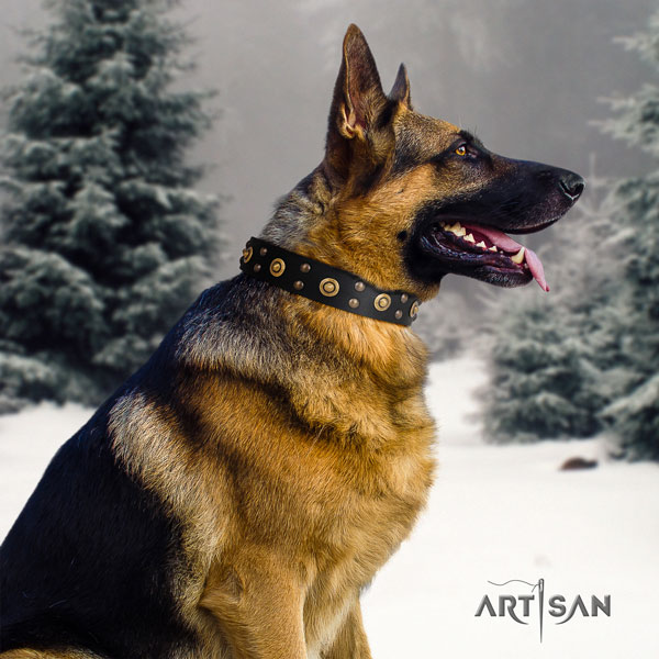 German-Shepherd perfect fit collar with extraordinary studs for your canine