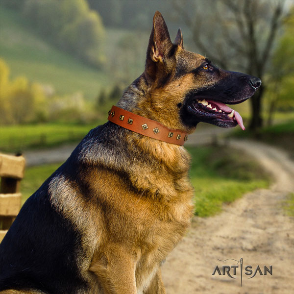 German-Shepherd easy to adjust collar with remarkable studs for your dog