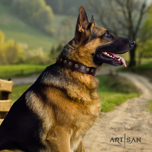 German-Shepherd stunning genuine leather collar with embellishments for your canine