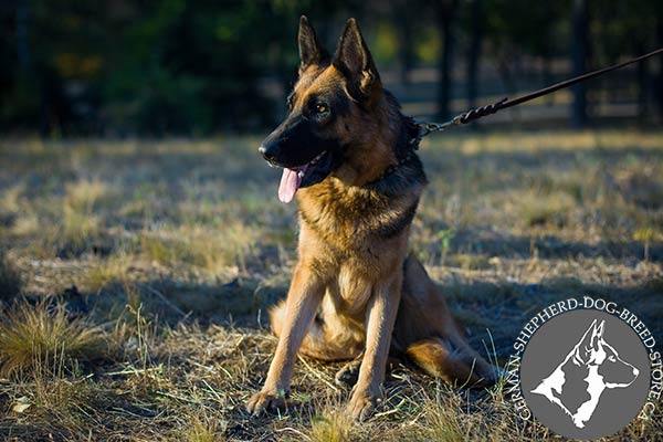 German-Shepherd brown leather collar wide with nickel plated hardware for any activity