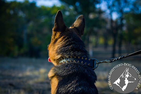 German-Shepherd black leather collar wide with brass plated hardware for daily walks