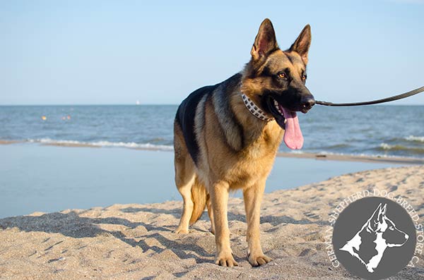 German-Shepherd leather collar of genuine materials decorated with studs for safe walking