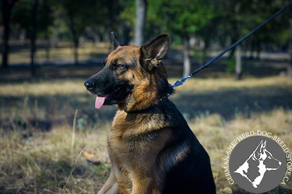 German-Shepherd black leather collar adjustable  with d-ring for leash attachment for improved control