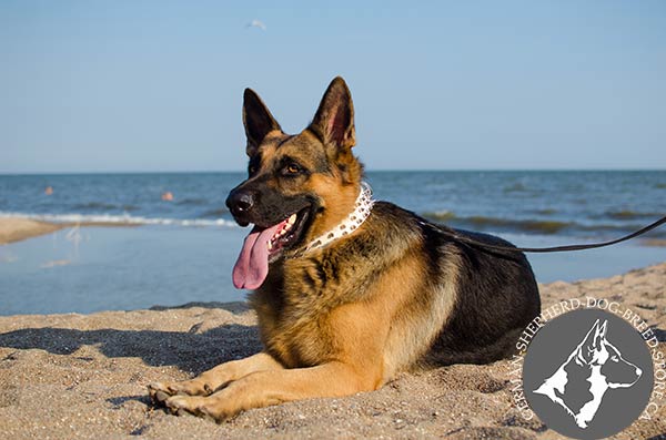 German-Shepherd white leather collar wide with handset spikes for stylish walks