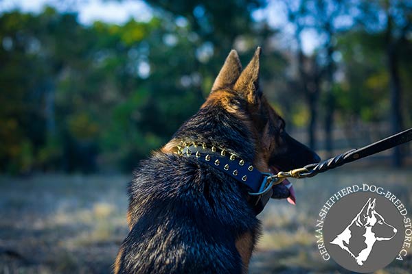 German-Shepherd black leather collar of high quality with spikes placed in row for stylish walks