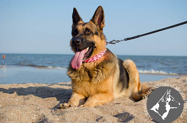 German-Shepherd leather collar adjustable  nickel plated hardware for stylish walks