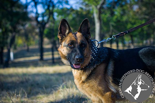 German-Shepherd black leather collar extra wide with handset adornment for daily activity