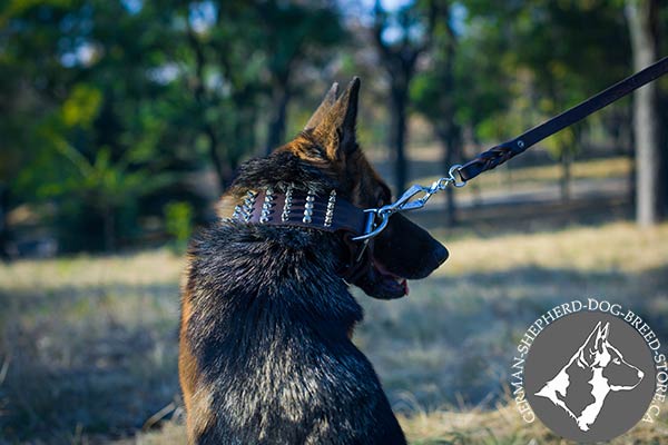 German-Shepherd leather collar extra wide studded for daily activity