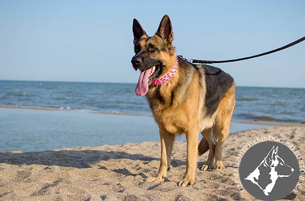 German-Shepherd leather collar of high quality with spikes for daily activity