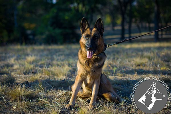 German-Shepherd brown leather collar of genuine materials with studs for daily activity