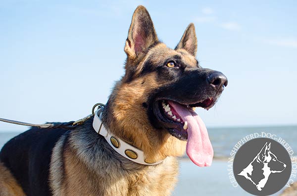 German-Shepherd white leather collar of high quality with plates set in row for any activity