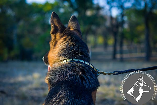 German-Shepherd leather collar of high quality decorated with plates for basic training