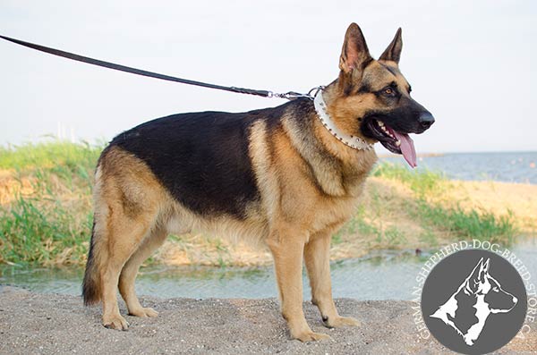 German-Shepherd leather collar with rust-proof spikes for walking