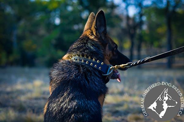 German-Shepherd black leather collar of genuine materials with spikes for daily walks