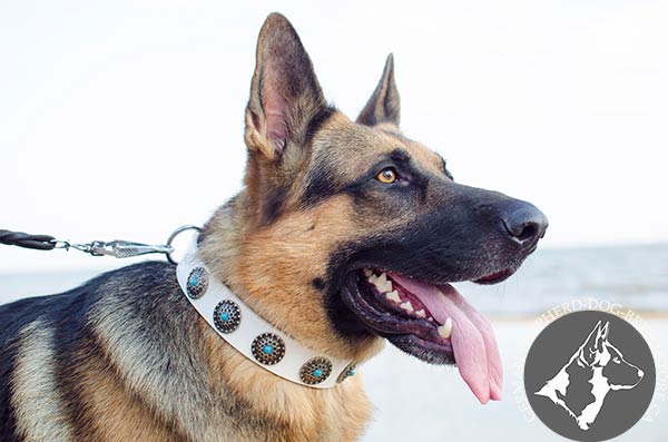 German-Shepherd leather collar wide with handset adornment for stylish walks
