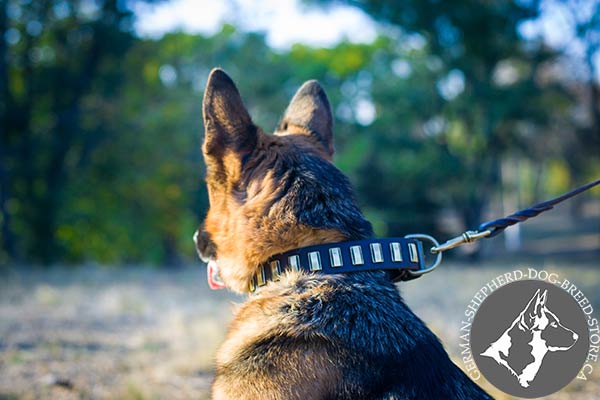 German-Shepherd leather collar easy-to-adjust with brass plated hardware for improved control