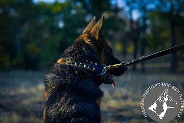 German-Shepherd black leather collar with duly riveted fittings for safe walking