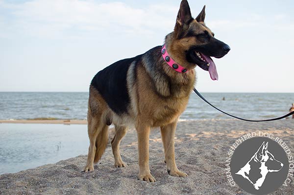 German-Shepherd leather collar painted with handset decoration for walking