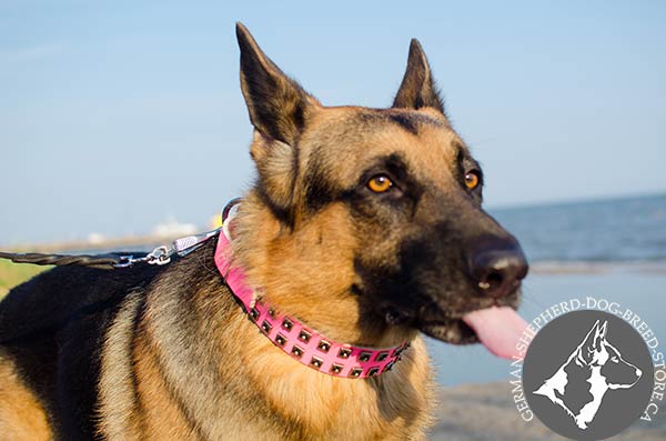 German-Shepherd leather collar of high quality adorned with studs for walking in style