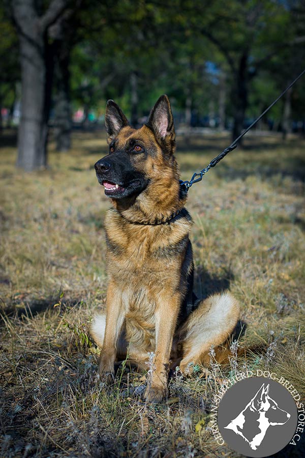 German-Shepherd black leather collar of genuine materials decorated with studs for stylish walks