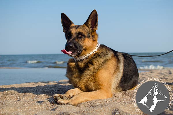 German-Shepherd leather collar of high quality with nickel plated fittings for perfect control