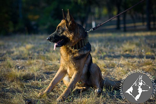 German-Shepherd leather collar of genuine materials with spikes for perfect control