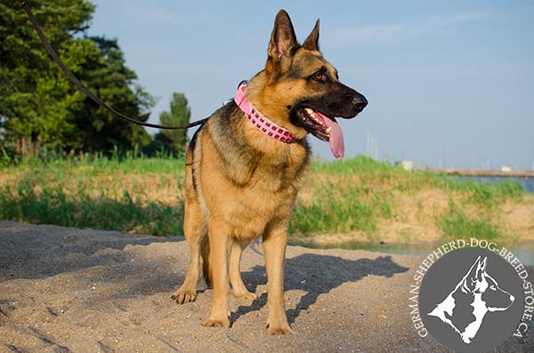 German-Shepherd leather collar of classic design with d-ring for leash attachment for perfect control