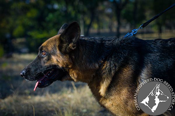 German-Shepherd black leather collar of genuine materials with half-balls for stylish walks