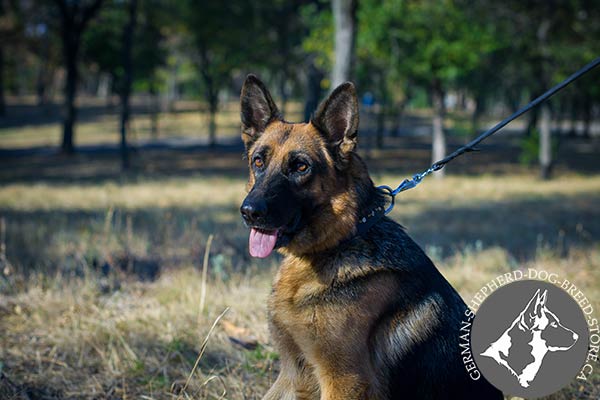 German-Shepherd leather collar with non-corrosive cones for walking