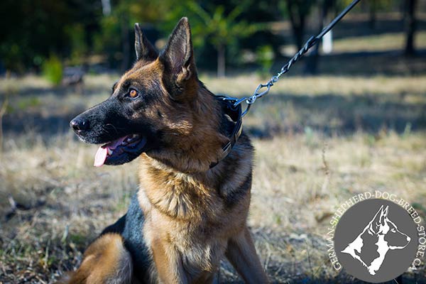 German-Shepherd black leather collar with strong brass plated hardware for perfect control