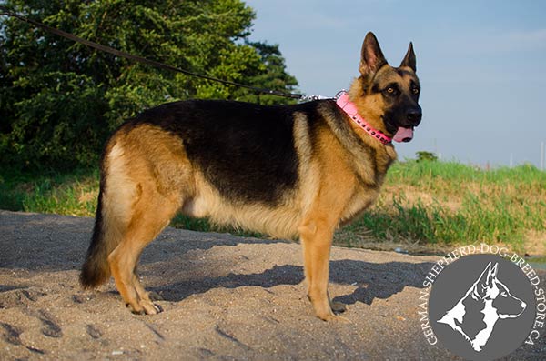 German-Shepherd pink leather collar with duly riveted studs for daily activity