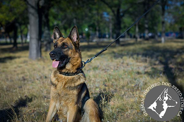 German-Shepherd leather collar of genuine materials decorated with studs and plates for stylish walks