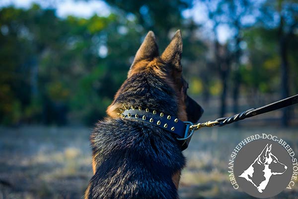 German-Shepherd black leather collar wide adorned with studs for stylish walks