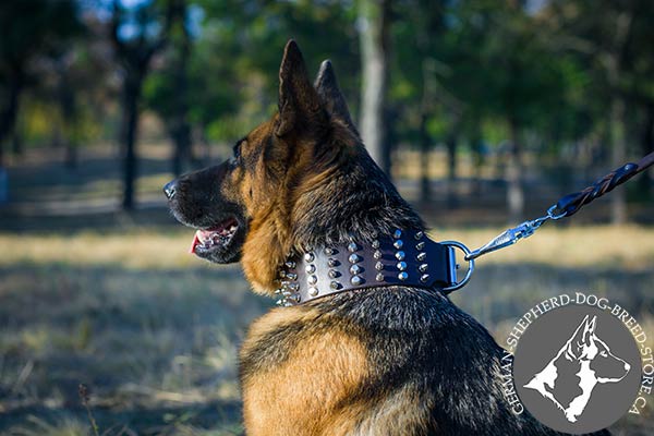 German-Shepherd leather collar with strong hardware for daily walks