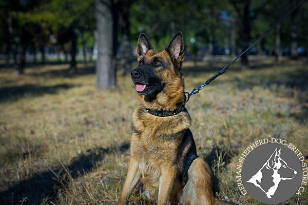 Gorgeous German-Shepherd Collar with Nickel-plated Durable Fittings