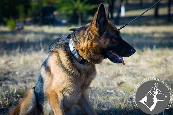 Awesome Leather German-Shepherd Collar with Massive Decorations