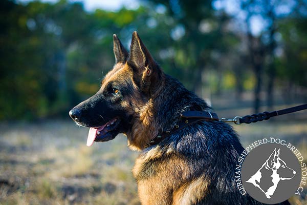 Stylish Leather German-Shepherd Collar with Brass Spikes