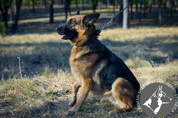 Top Notch Spiked Leather German-Shepherd Collar