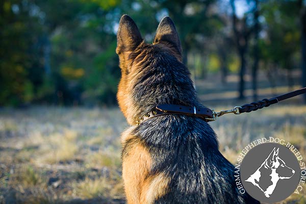 Spiked German-Shepherd Collar with Strong Nickel-plated Fittings