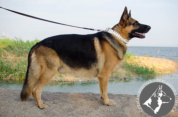 Spiked White German-Shepherd Collar for Safe Walking