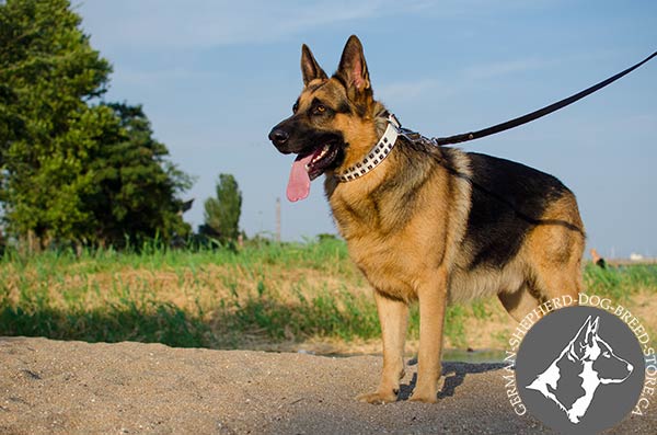 Studded White Leather Collar for Fashionable Dog Walking